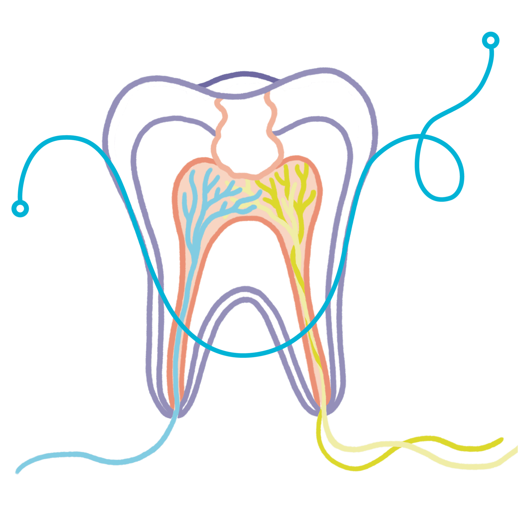 Solutions Endodontics Intiveo